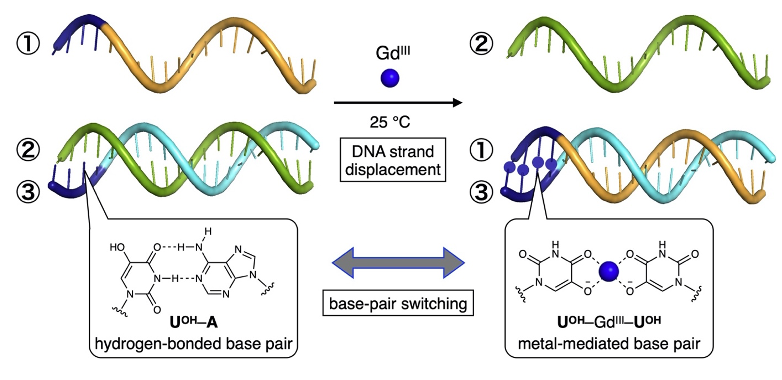 Metal ions could drive DNA molecular machines
